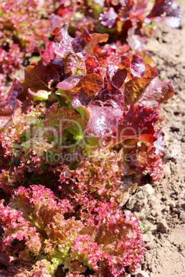 leaves of lettuce