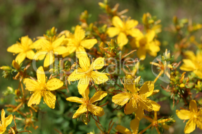 Yellow beautiful flowers of St.-John's wort