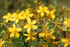 Yellow beautiful flowers of St.-John's wort