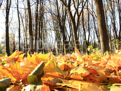 Autumn park with yellow trees