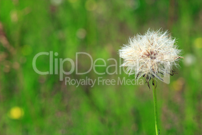 Unique dry dandelion