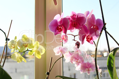 blooming multicolored orchids on the window-sill