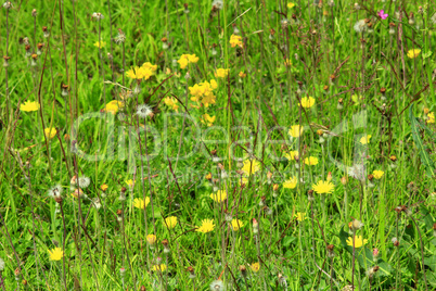 meadow flowers of Galium verum and Sonchus arvensis