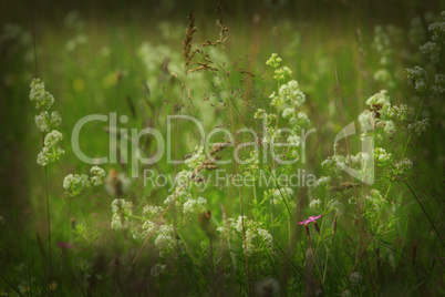 dark image of meadow flowers in the green grass