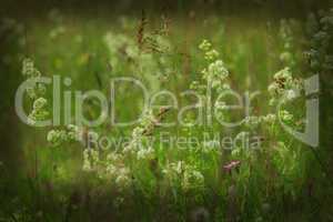 dark image of meadow flowers in the green grass