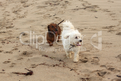 Maltese and Miniature Dachshund on Beach?