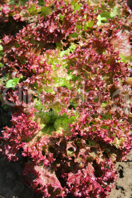 leaves of lettuce