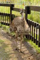 Emu in Zoo