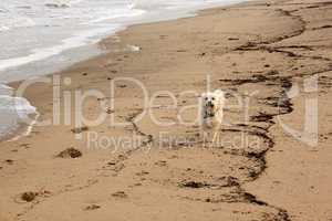 Tired Maltese Dog on Beach
