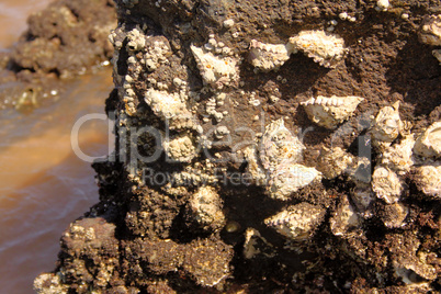 Sharp Oysters Attached to Sea Rocks Close-up