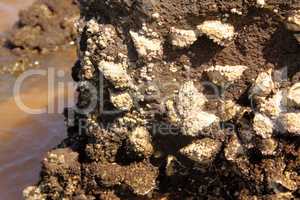 Sharp Oysters Attached to Sea Rocks Close-up