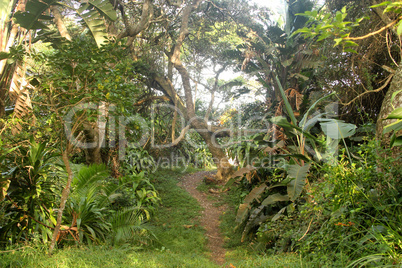 Tropical Hiking Path Picture