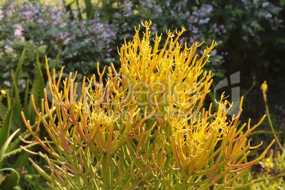 Euphorbia burmanii Succulent Close-up