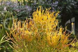 Euphorbia burmanii Succulent Close-up