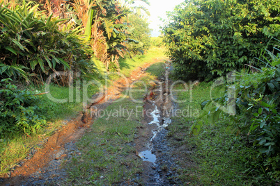 Water Erosion on Road Tropical Forest
