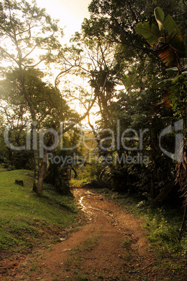 Dusk Wet Tropical Forest