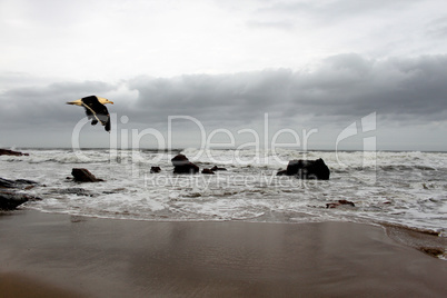 Stormy Beachfront with Seagull