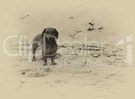 Sepia Picture Little Miniature Dachshund on Beach