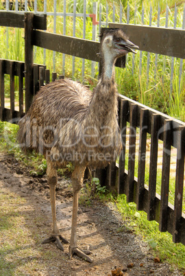 Emu in Zoo