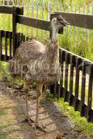 Emu in Zoo