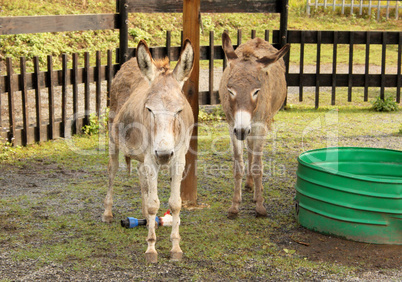 Two Donkeys in Zoo