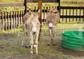Two Donkeys in Zoo
