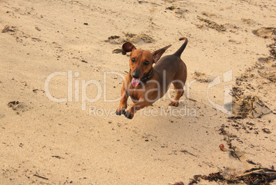 Little Miniature Dachshund Running On Beach