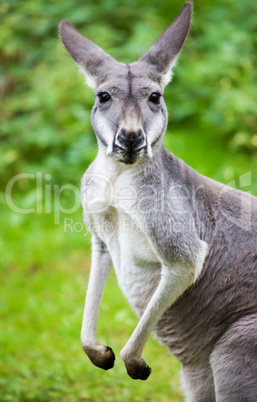 kangaroo looks to the camera
