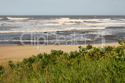 Coastal Succulents and Sea