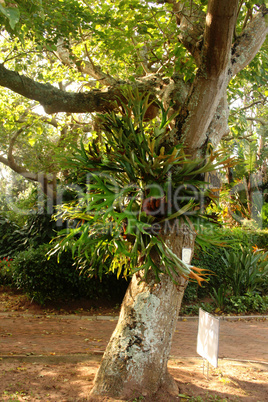 Parasite Plant on Large Tree