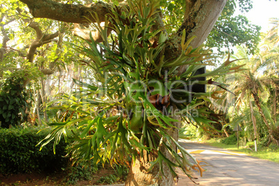 Parasite Plant on Large Tree