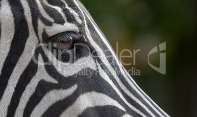 zebra eye on green background