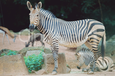 young zebra with zebra mother
