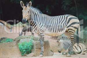 young zebra with zebra mother