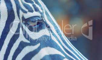 zebra eye on light blue background