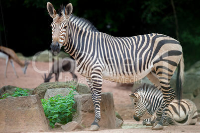 zebra mother with young zebra
