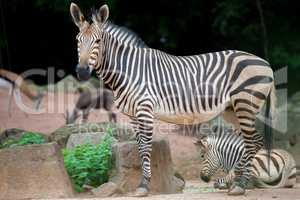 zebra mother with young zebra