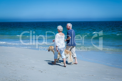 Cute mature couple holding hands walking the dog