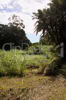 Tropical Forest in Blue Sunny Sky