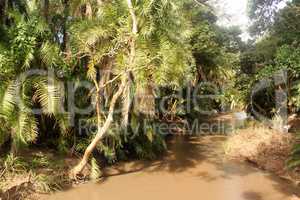 Muddy River Running Through Tropical Forest