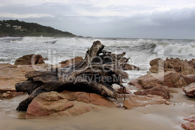 Large Wood Stump on Stormy Beachfront