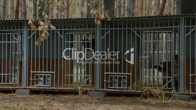 Shelter for dogs in the woods