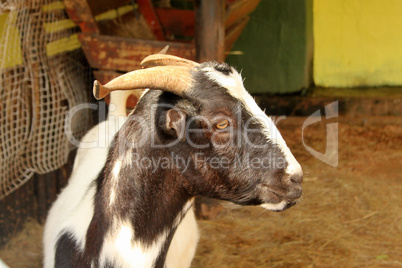 South African Indigenous Veld Goat Close-up Portrait