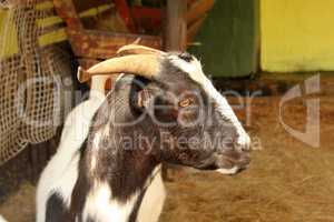 South African Indigenous Veld Goat Close-up Portrait