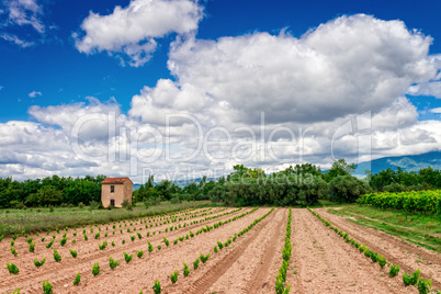vineyards Provence