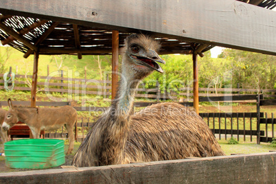 Emu Close-up in Zoo