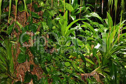 Wet Forest Plants