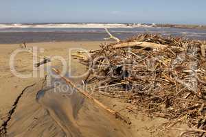 Driftwood after High Tide Storm