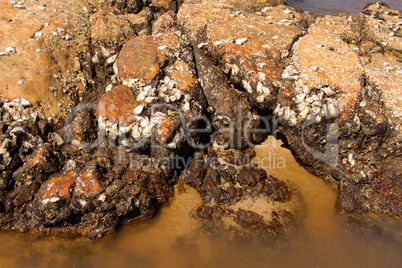 Sharp Oysters Shells Attached to Sea Rocks