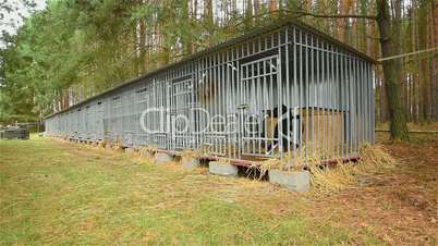 Shelter for dogs in the woods